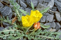 Camissonia tanacetifolia